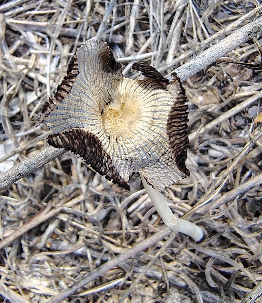 Coprinopsis lagopus by Hallgarth2