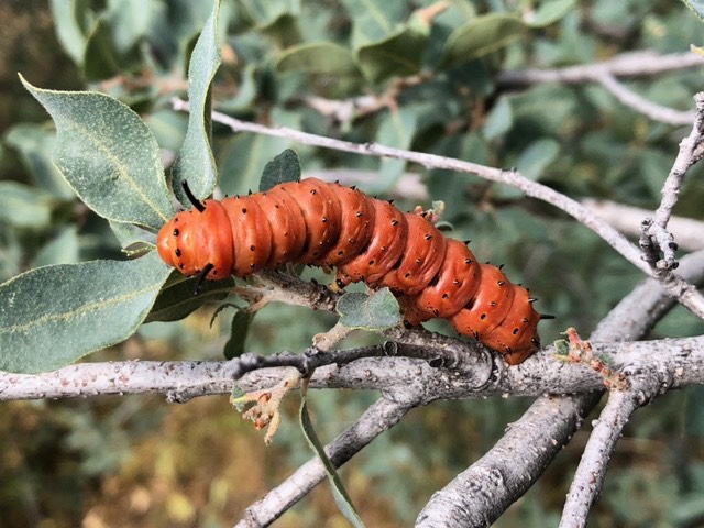  Anisota oslari - Oslar's Oakworm Moth - Hodges#7722 Veronique caterpillar 1