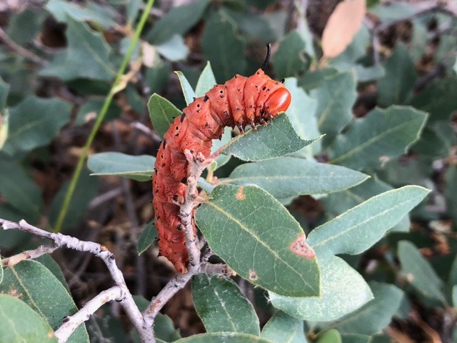  Anisota oslari - Oslar's Oakworm Moth - Hodges#7722 Veronique caterpillar 2
