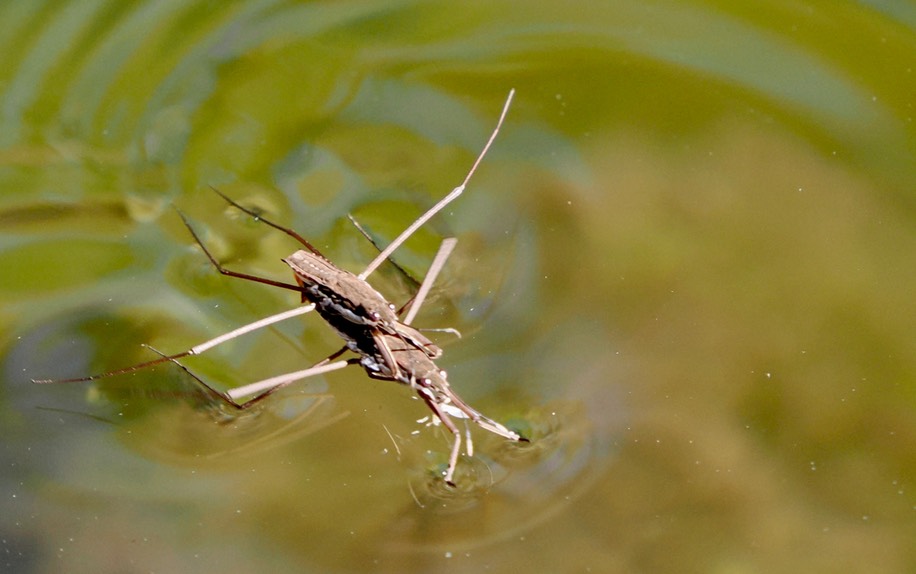 Aquarius remigis, Common Water Strider a