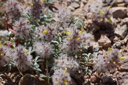  Dalea jamesii1