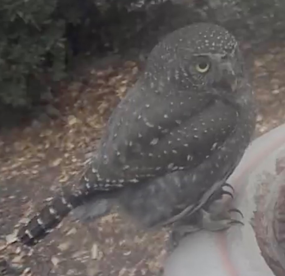 Owl, Northern Pygmy 2