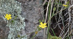  Potentilla crinita (A. Gray)  Bearded or Lemmon’s cinquefoil  2